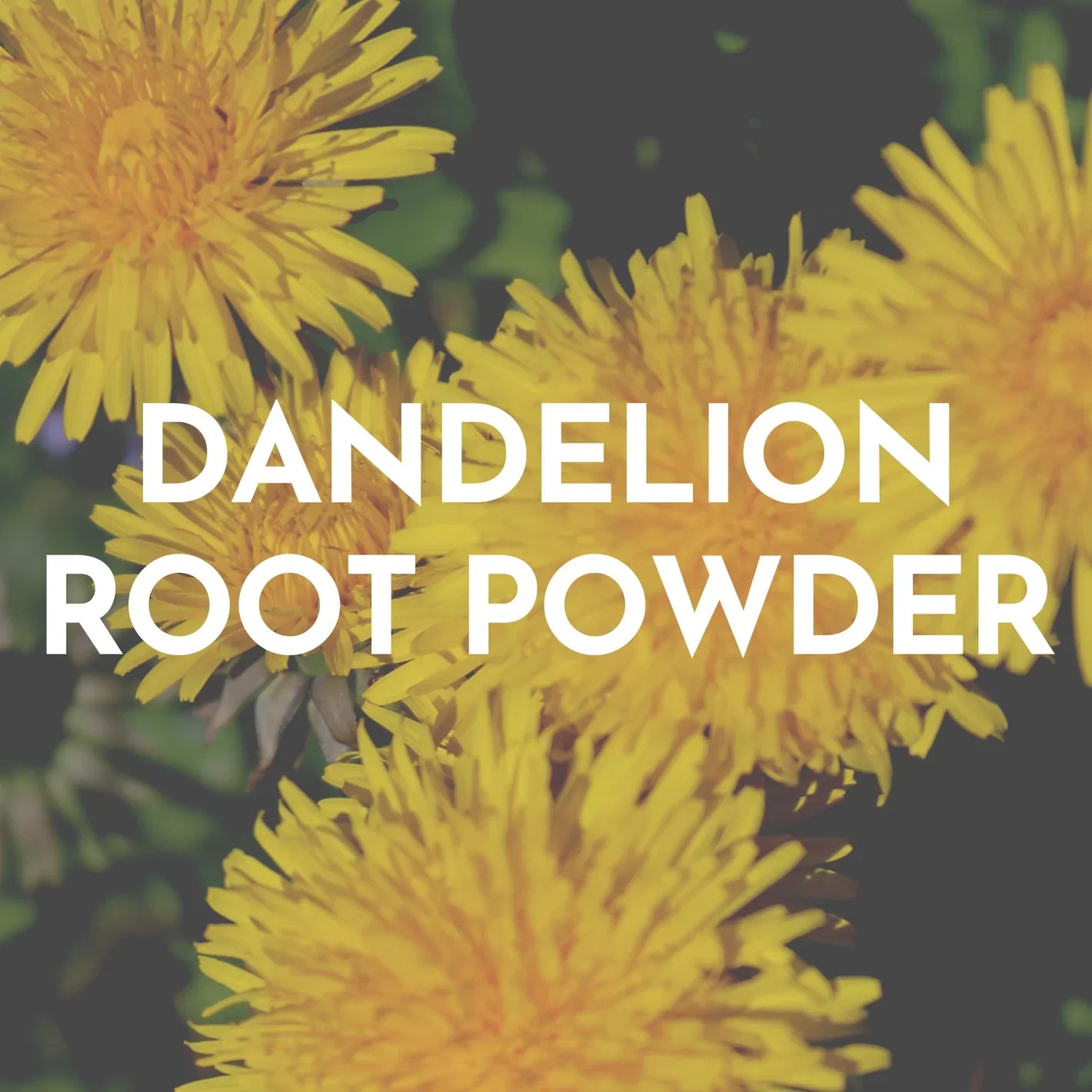 dandelion.webp__PID:8e4f9587-8392-415e-87c1-bb9d70577a8a
