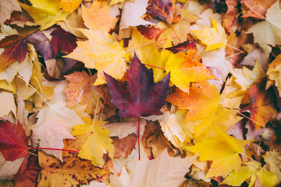 fall wellness ideas