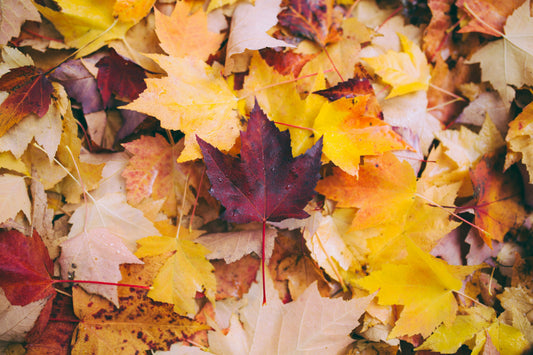 fall wellness ideas