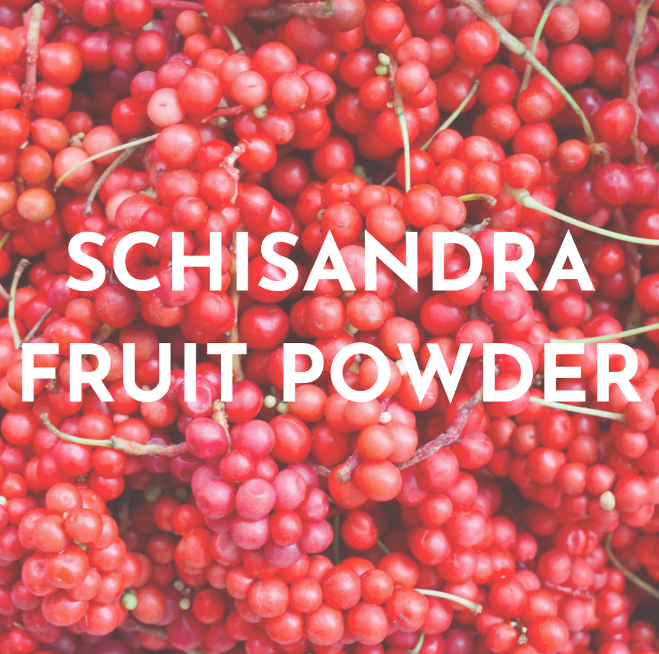 schisandra fruit powder